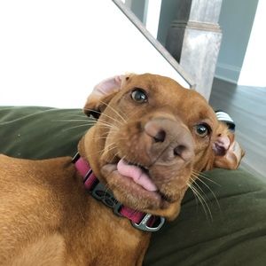 Meet your Posher, Thomas